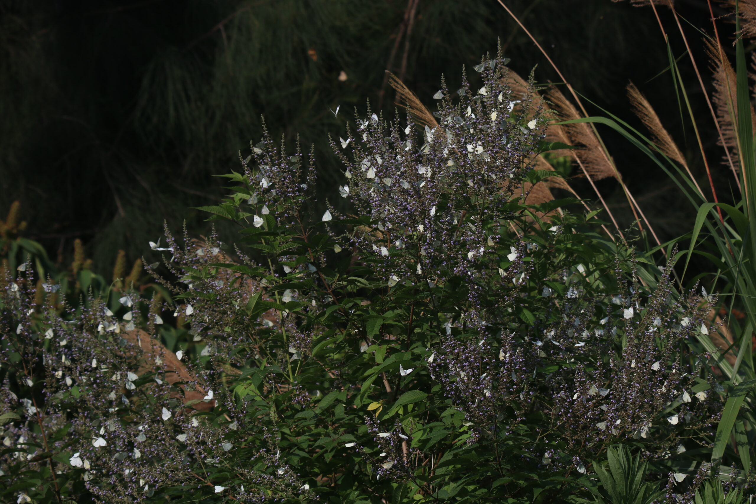 At a wetland park, numerous white butterflies are resting on a cluster of purple flowers. Their delicate wings contrasting sharply against the flowers. The overall effect is one of quiet beauty and the mesmerizing interaction between flowers and insects.