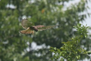 A dynamic shot captures a Common Kestrel in mid-flight, wings fully extended as it dives downwards toward a leafy tree. The kestrel is predominantly brown with reddish markings on its shoulders and upper body. The background is blurred green foliage of a dense tree, creating a shallow depth of field that emphasizes the bird’s movement.