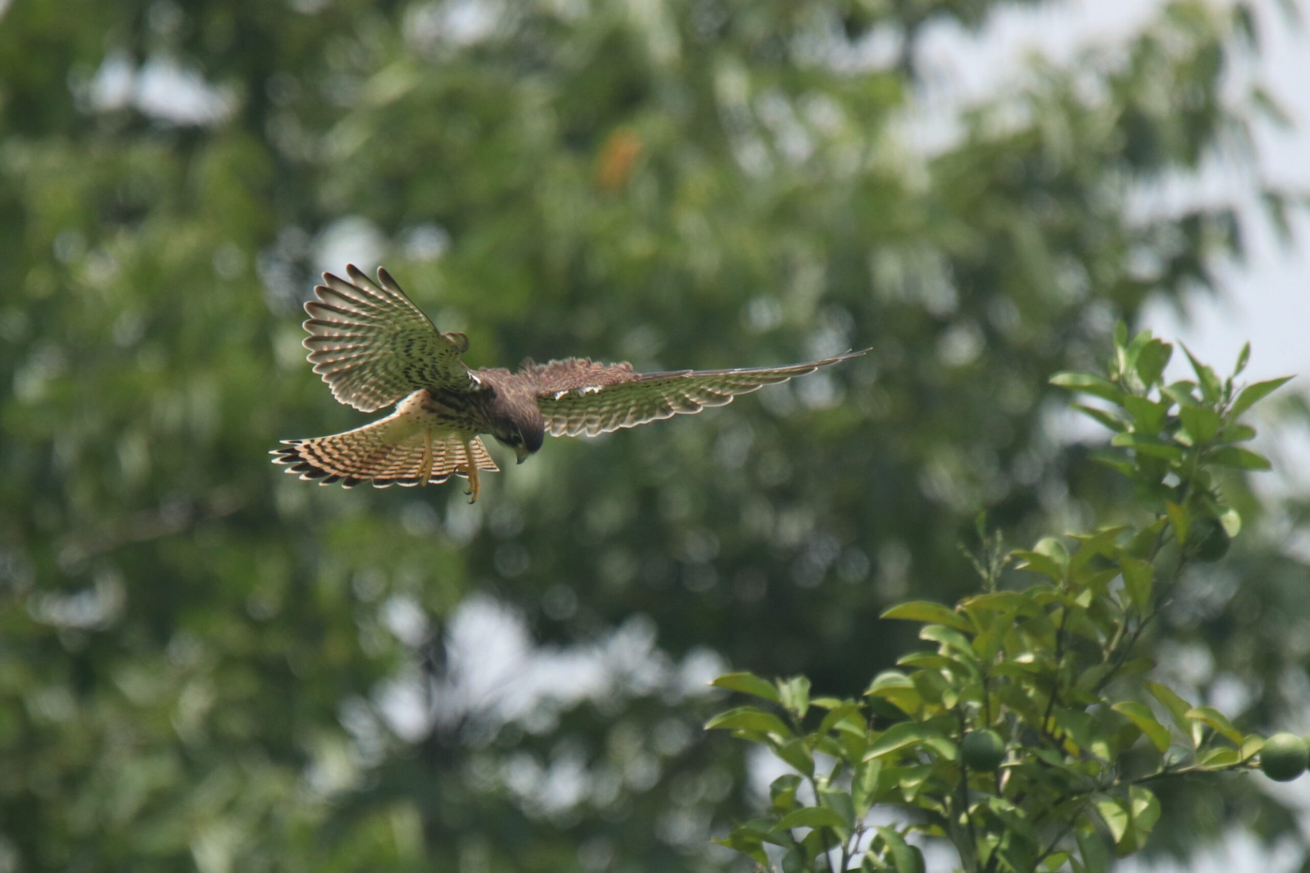 A dynamic shot captures a Common Kestrel in mid-flight, wings fully extended as it dives downwards toward a leafy tree. The kestrel is predominantly brown with reddish markings on its shoulders and upper body. The background is blurred green foliage of a dense tree, creating a shallow depth of field that emphasizes the bird’s movement.