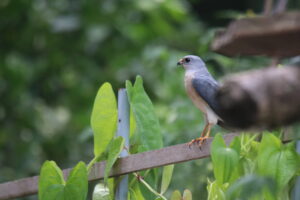 A Chinese Sparrowhawk is perched on a wooden fence against a blurred green background. The hawk has gray feathers with darker markings, a sharp black eye, and orange feet.