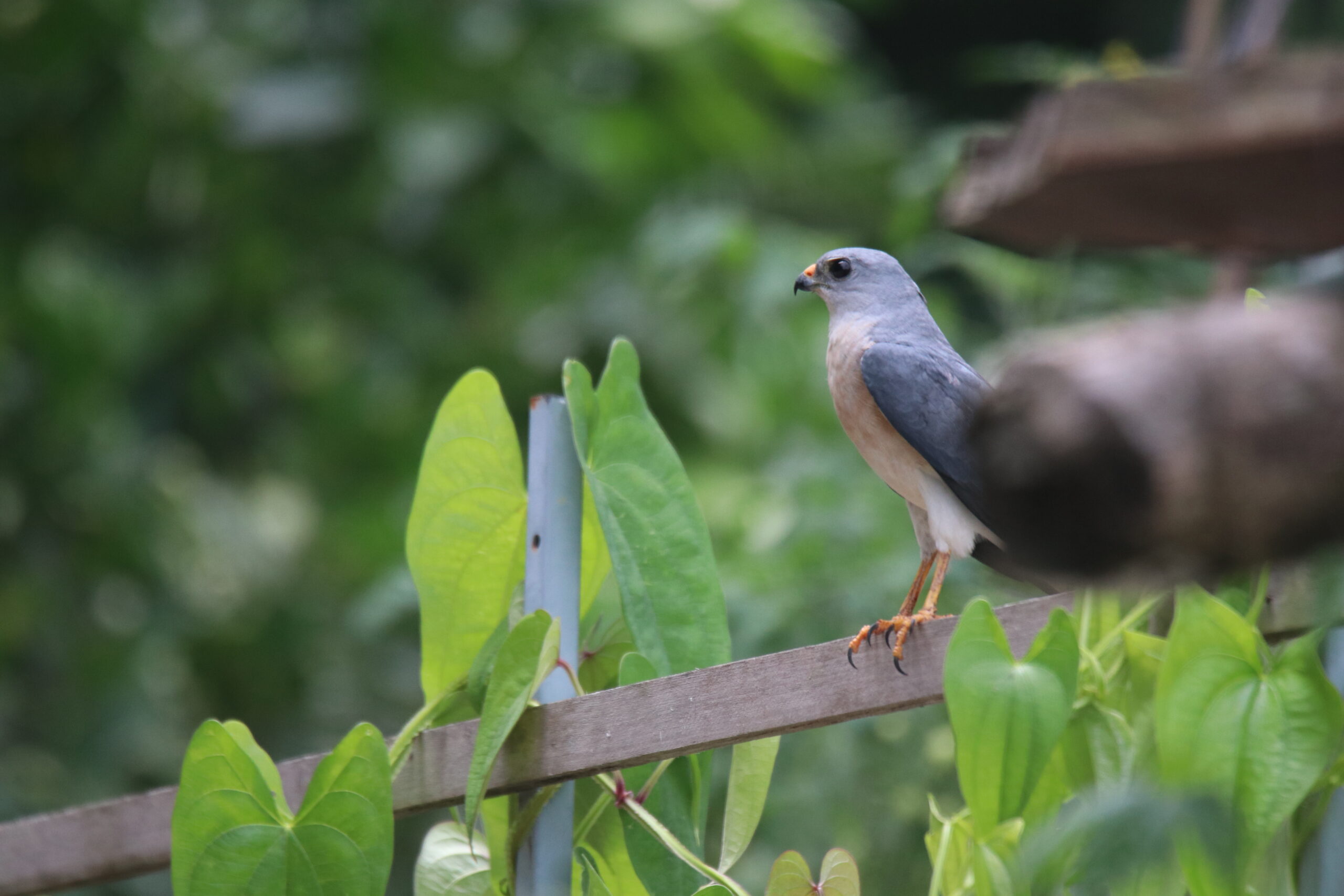 A Chinese Sparrowhawk is perched on a wooden fence against a blurred green background. The hawk has gray feathers with darker markings, a sharp black eye, and orange feet.