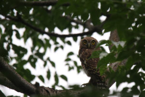A small, brown owl with large yellow eyes perches on a tree branch amidst dense green foliage. The background is blurred, suggesting a shallow depth of field, and reveals patches of bright white sky through the leaves. The owl’s feathers have intricate markings, adding to its detailed appearance. It appears alert and focused, surveying its surroundings.