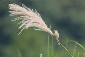 A serene photograph captures a small brown bird perched delicately on a tall stalk of flowering grass. The grass dominates the foreground with its feathery, light brown plumes. The bird, positioned slightly off-center, appears alert and focused, adding a touch of wildlife interest to the scene.