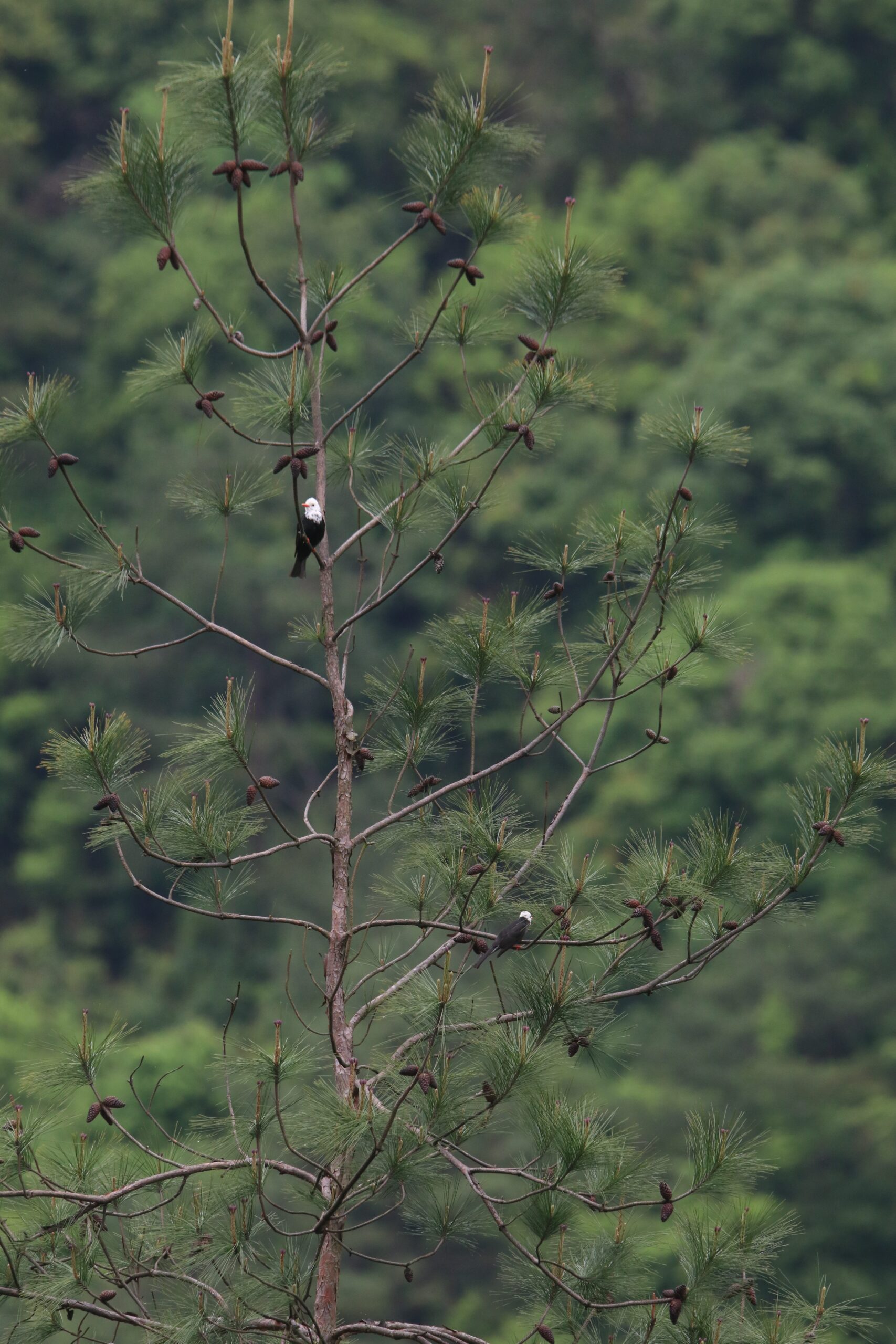 Two black bulbuls perched on a pine tree against a forest background. Two birds are few branches away from each other.