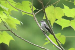 A small gray-brown minivet perches on a branch among lush green leaves against a blurred green background at a forest park.