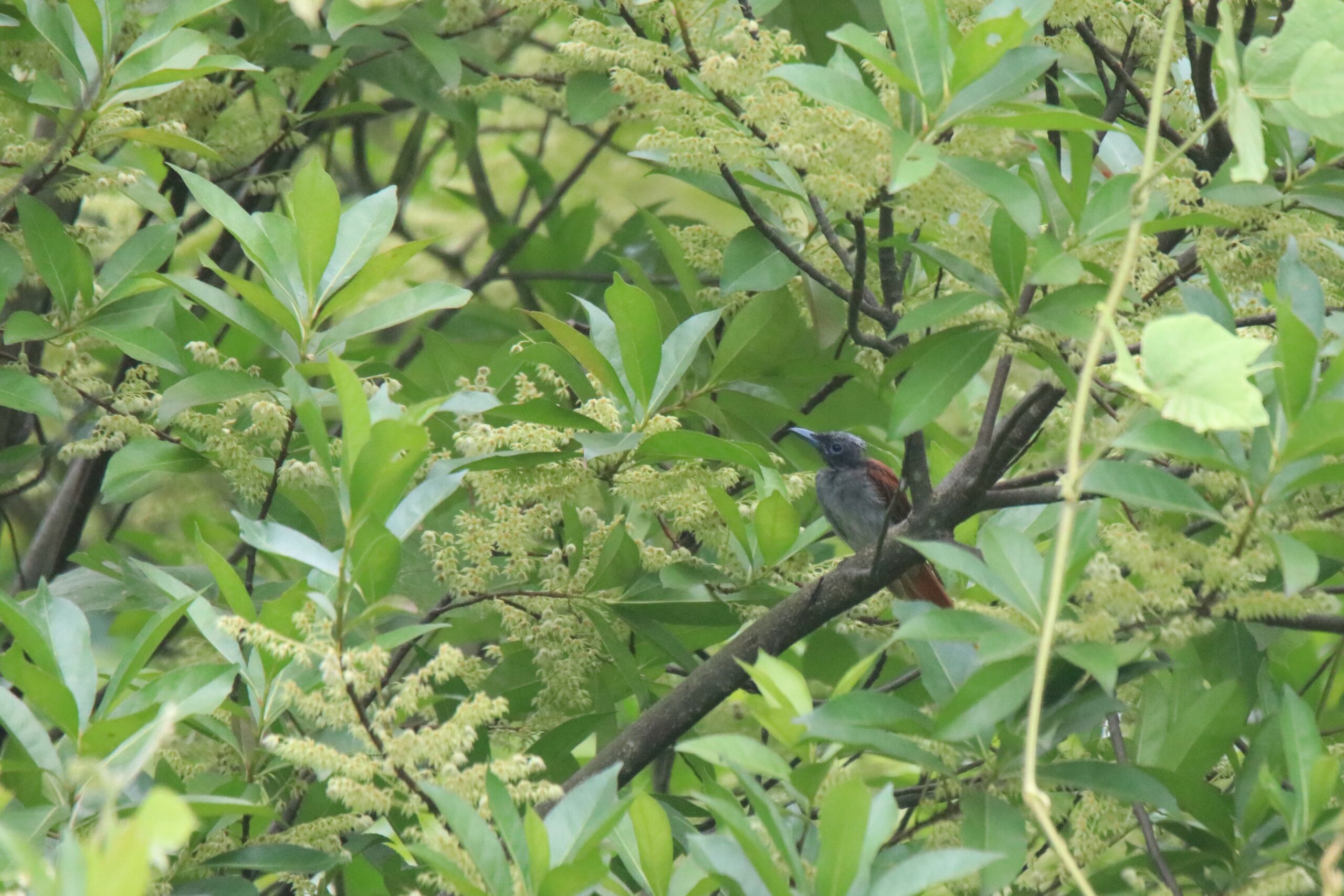 An Amur Paradise Flycatcher with a black head, dark grey body and read feathers perched on a branch among dense green leaves and tiny flower buds.