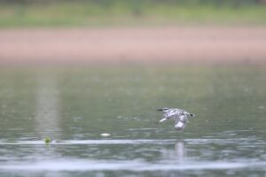 A pied kingfisher is captured mid-flight above calm water at a wetland park. Boldly marked black-and-white kingfisher with short, bushy crest and glossy all-dark bill. Superficially similar to Crested Kingfisher, but smaller, with a much more distinctly patterned head and breast and less erect crest.