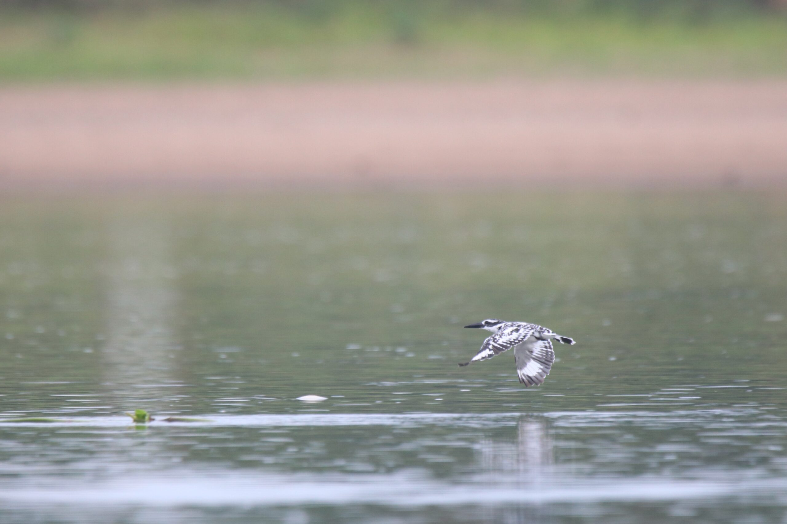 A pied kingfisher is captured mid-flight above calm water at a wetland park. Boldly marked black-and-white kingfisher with short, bushy crest and glossy all-dark bill. Superficially similar to Crested Kingfisher, but smaller, with a much more distinctly patterned head and breast and less erect crest.