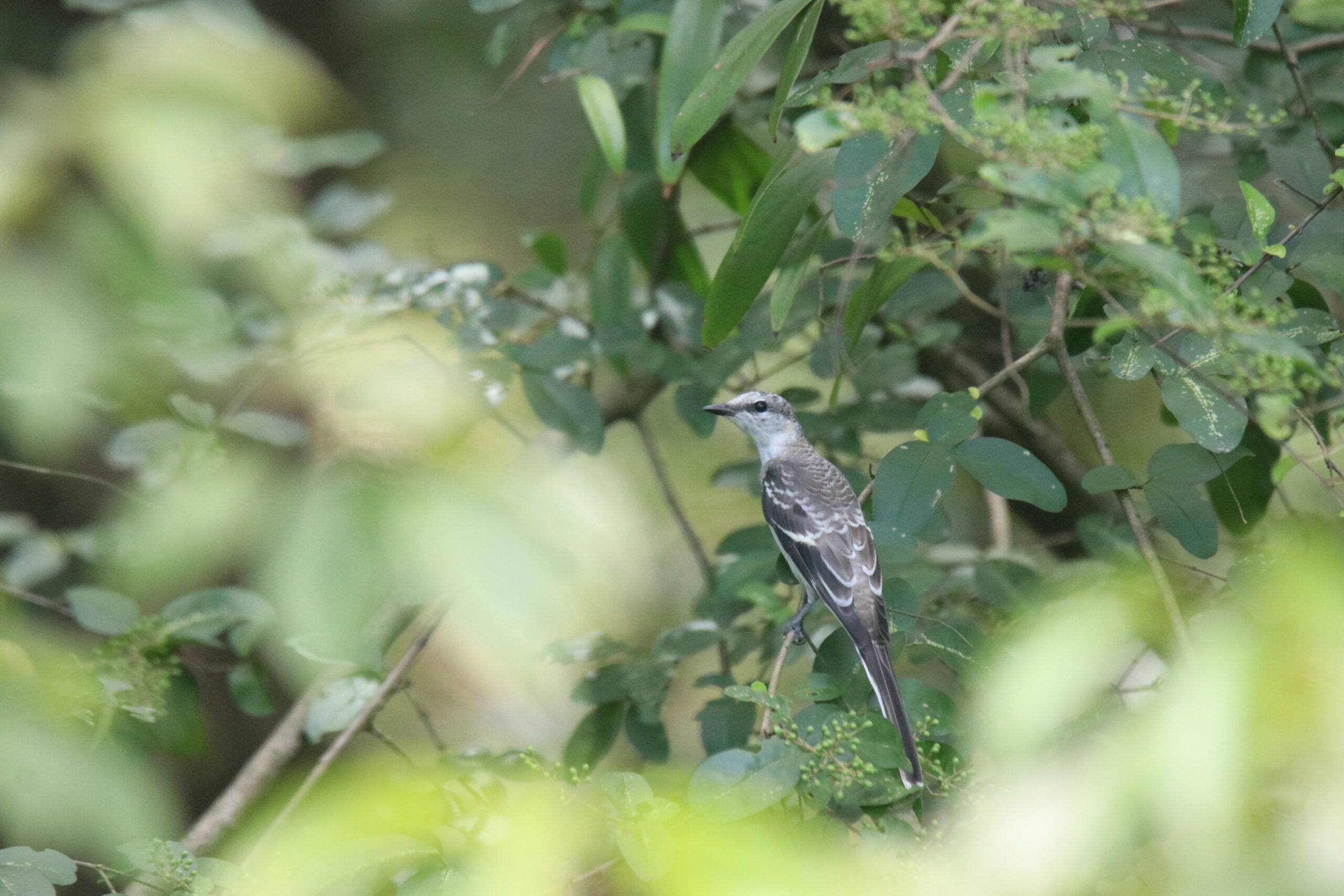 A gray songbird called Ashy Minivet perches on a branch among lush green foliage at a forest park. They are usually seen in small to medium-sized flocks. Male has a distinct black-and-white head pattern, and this one is a female, which the female has a paler gray version.