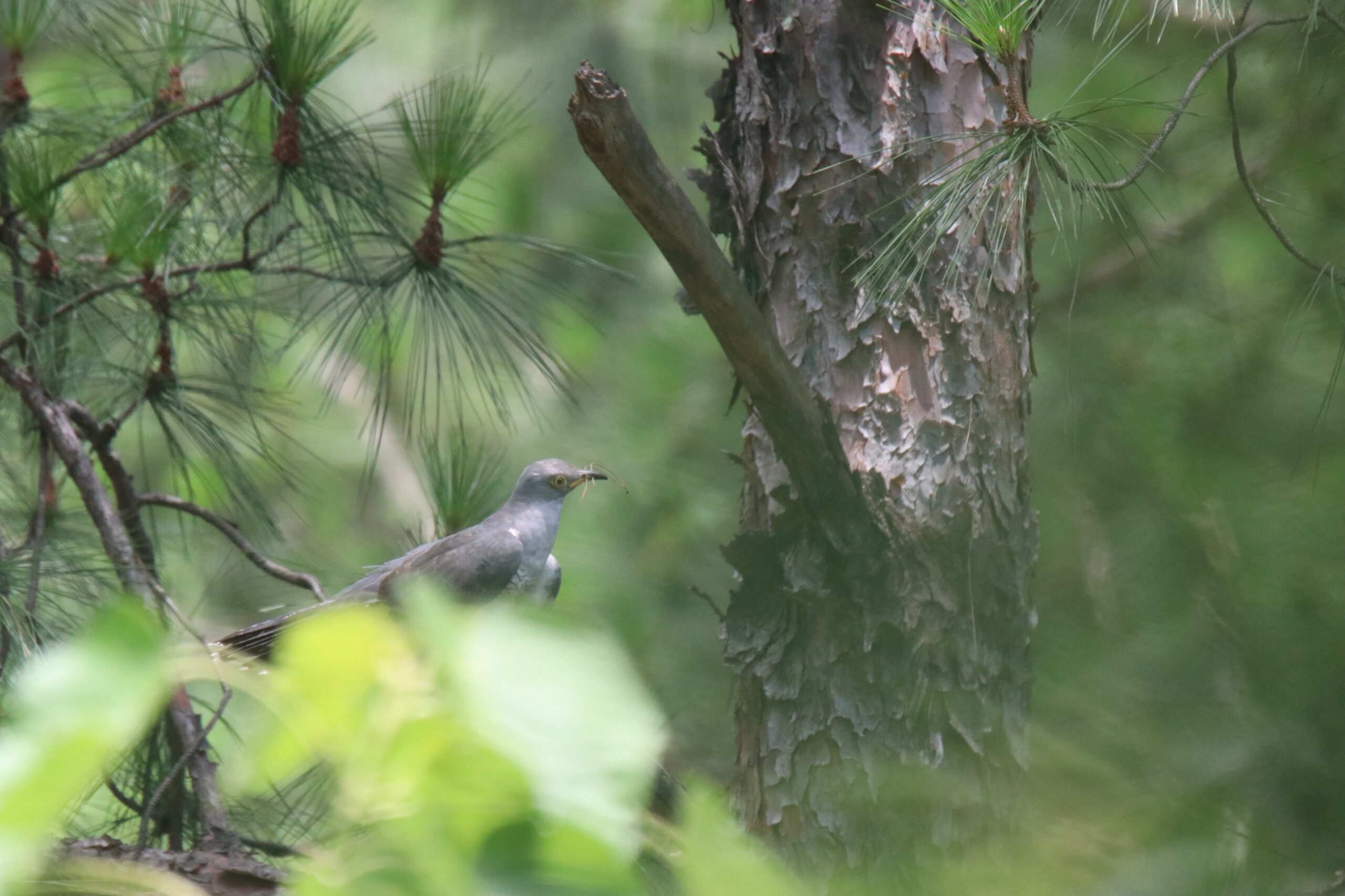 A gray bird Common Cuckcoo perches on a pine tree branch among dense greenery with lower part of the body covered by blurred green leaves in the foreground. The bird is holding two pine needles in its beak, possibly collecting nesting materials.  The background consists of blurred pine needles and leaves, creating a natural, wooded setting.