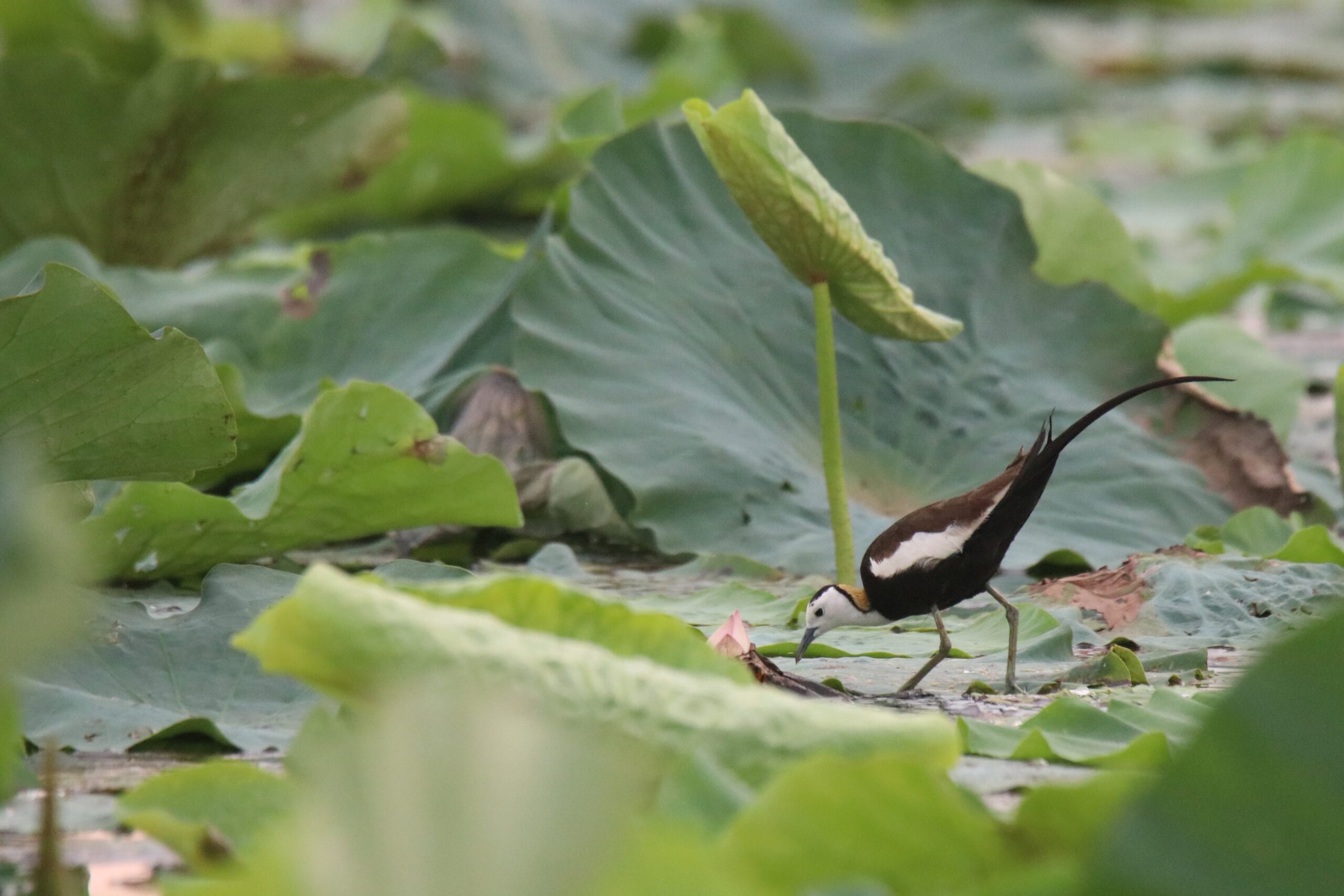 A Pheasant-tailed Jacana wading through a lotus pond at a wetland park. The bird stands on a large, vibrant green lotus leaf with other green lotus pads nearby. The bird's large white wing patch and its head contrast sharply with its black body and bright yellow neck patch. The bird is placed at the bottom right corner of the image but not close to the edge.
