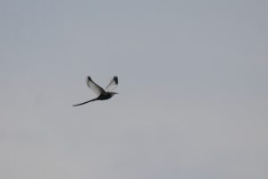 A Pheasant-tailed Jacana is captured in flight against a pale blue sky. The bird's large white wing patch and its head contrast sharply with its black body and bright yellow neck patch.
