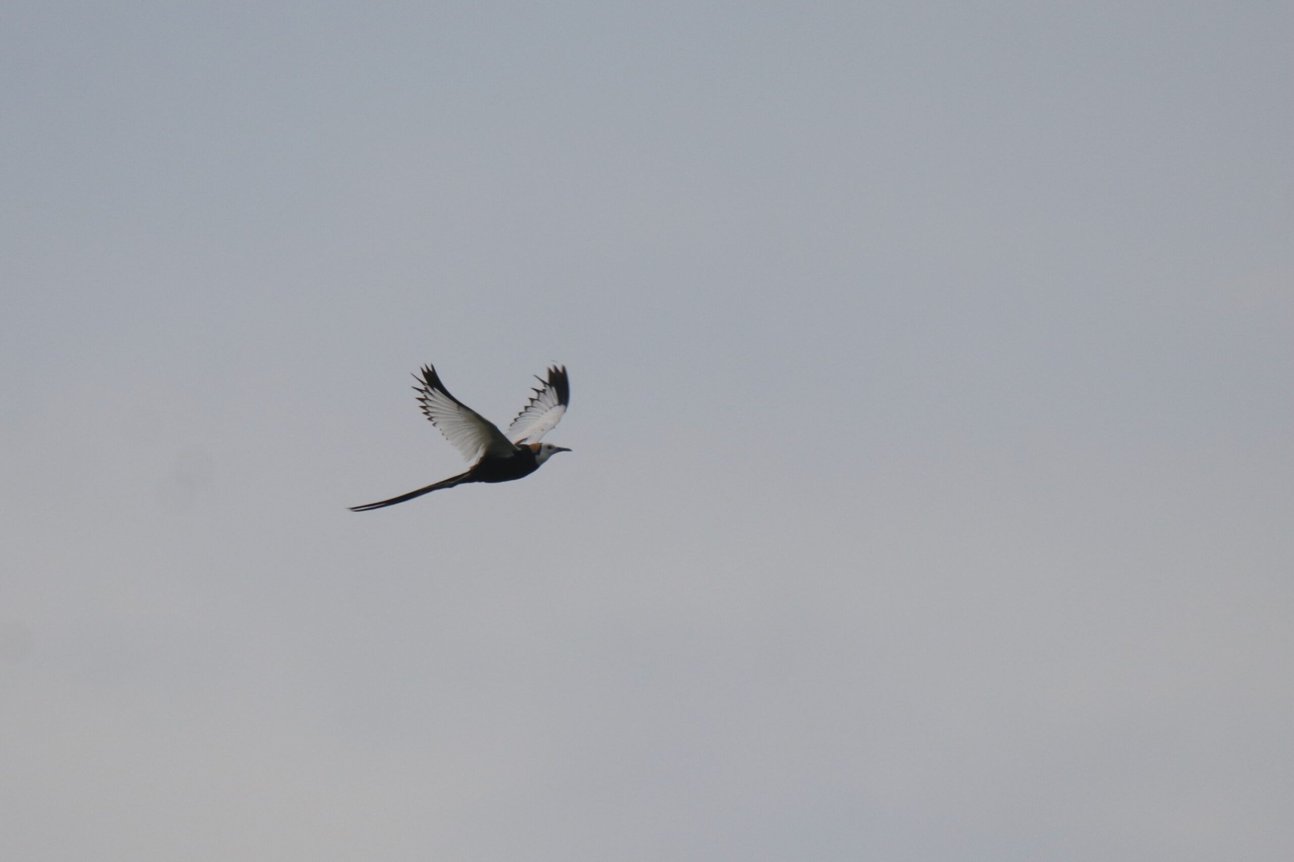 A Pheasant-tailed Jacana is captured in flight against a pale blue sky. The bird's large white wing patch and its head contrast sharply with its black body and bright yellow neck patch.