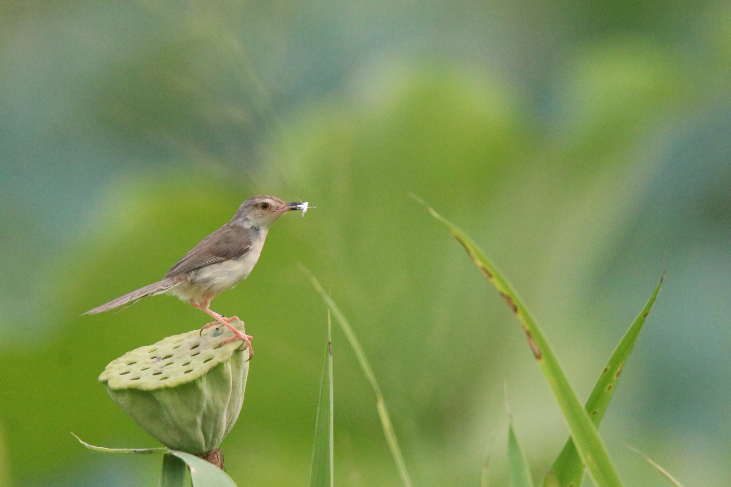 A sideview of a small brown bird called Plain Prinia perches on a lotus seedpod, holding an inset in its beak at a wetland park. The background is a soft, blurred green.