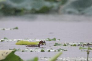 A Little Grebe is swimming at a wetland park holding few fallen leaves in its beak. The background consists of blurred water surface and lily pads and floating debris. Raindrops are also visible in the photograph as it's a rainy day. Near the bird, few lily pads are visible. Few blurred large lily pads are at the bottom edge of the photograph as I was sitting down when I took the picture. This photograph shows the natural habitat of the Little Grebe.