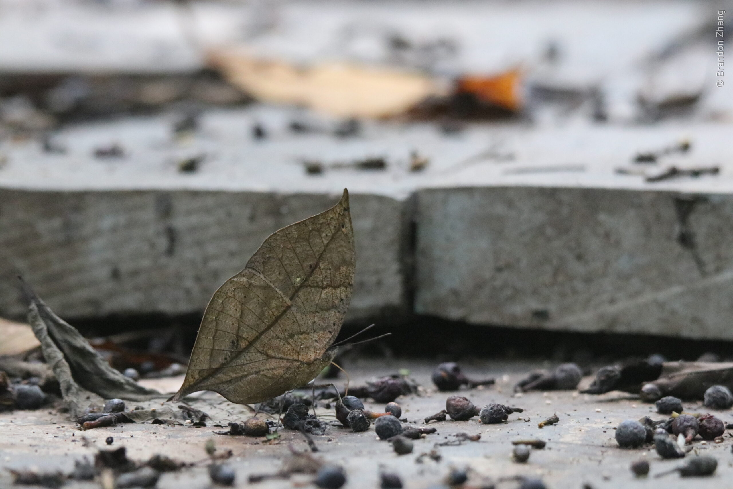 An Oakleaves rests on a concrete surface speckled with dark seed pods. It wings is various shades of brown like a dead leaf. When the wings are held closed, this results in a remarkable masquerade of a dead leaf, further emphasized by their wing shape.