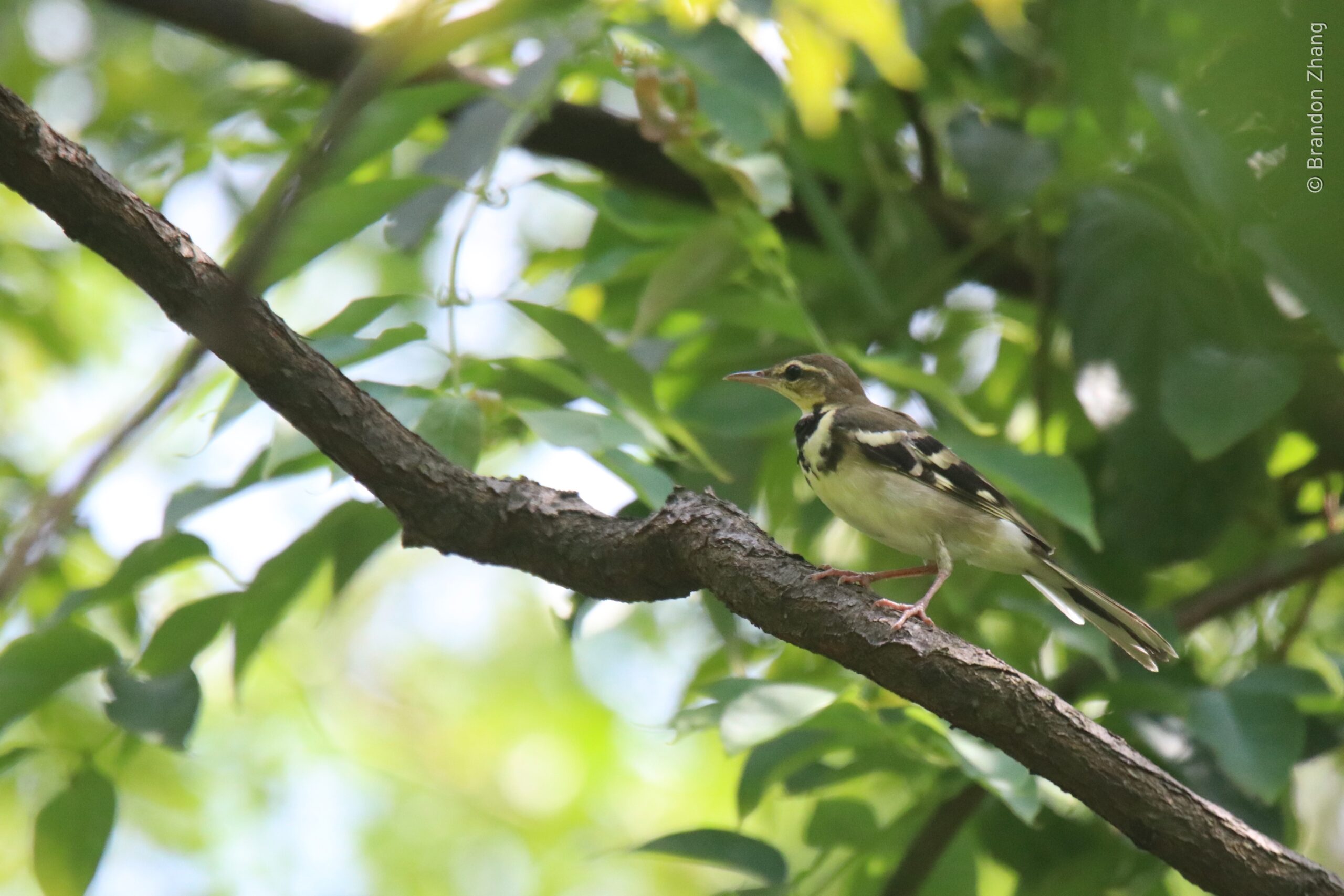 A forest wagtail perches on a dark branch among green foliage. It's a distinctive wagtail with diagnostic wing and breast patterns. It has a prominent, whitish eyebrow with two black crescent-shaped bands on the upper breast; lower one wider when present. Upperparts are brown-gray with a greenish tinge. Two broad white wingbars on an otherwise black wing.