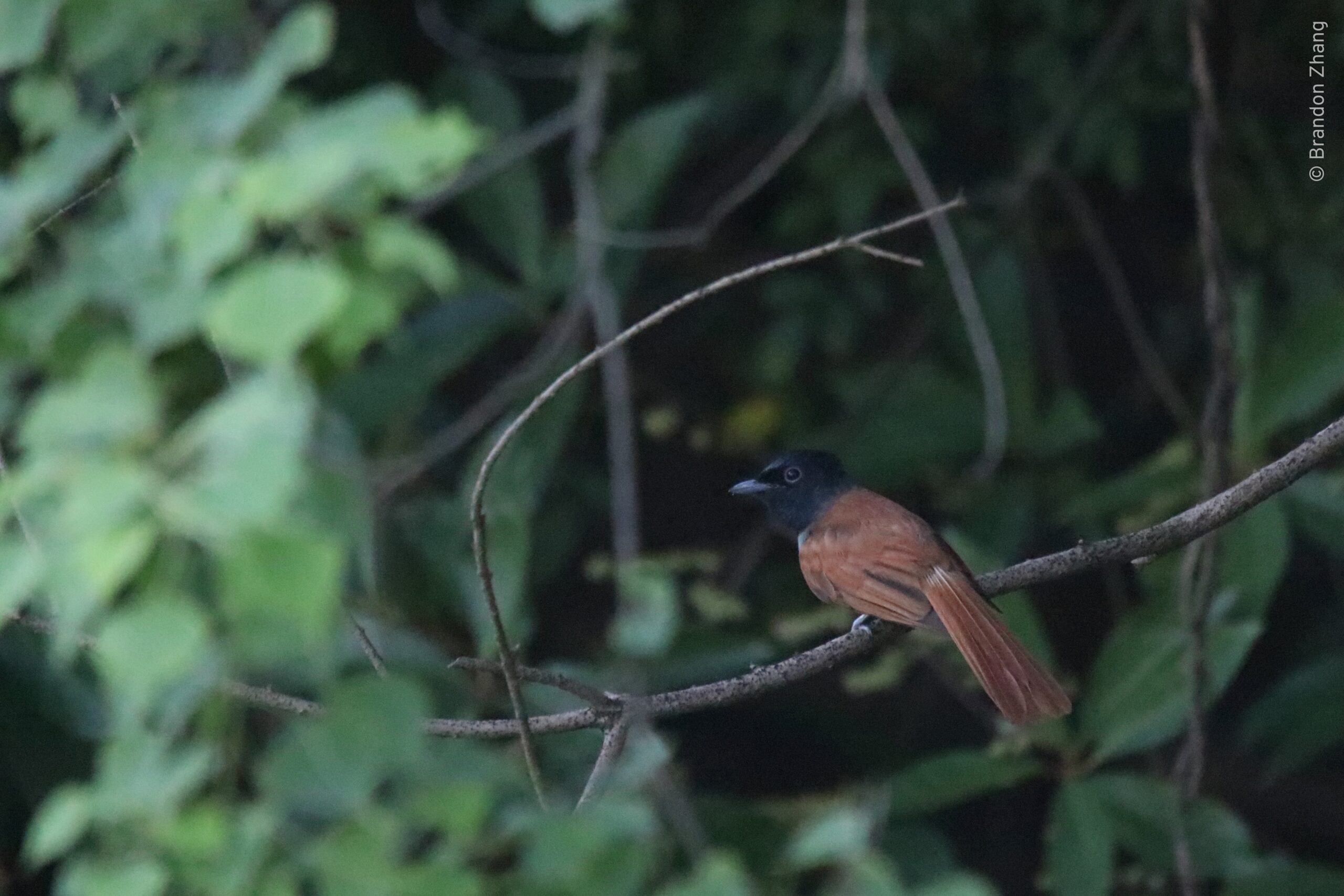 An Amur Paradise Flycatcher with a black head, dark grey body and red feathers perched on a branch among green leaves.