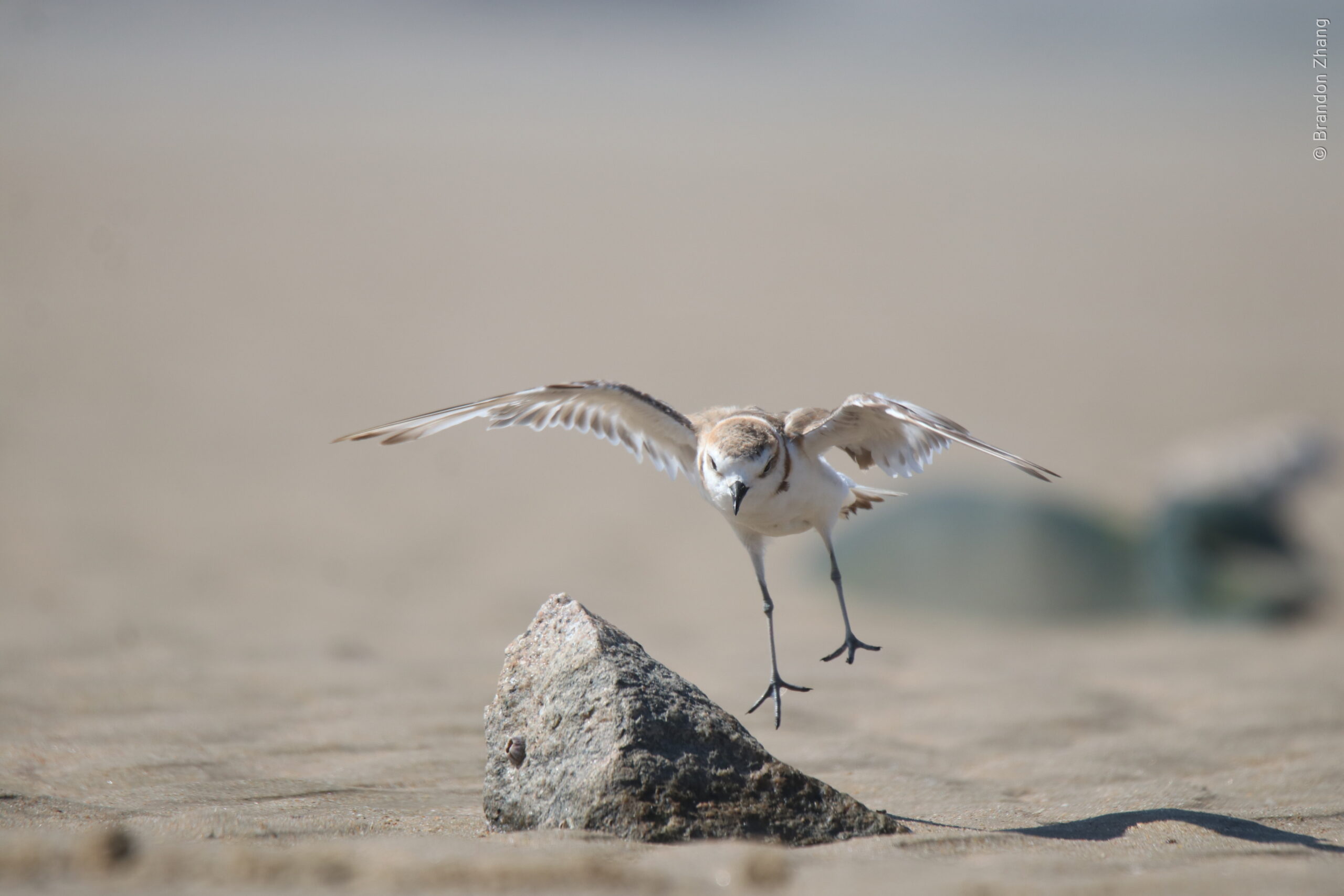A close-up photograph captures a Javan Plover mid-flight with wings fully extended as it's just about to land on a sandy beach from the top of a weathered rock nearby. The bird's silhouette is visible on the right side of the image at lower right corner. The foreground and background contain blurred sand.