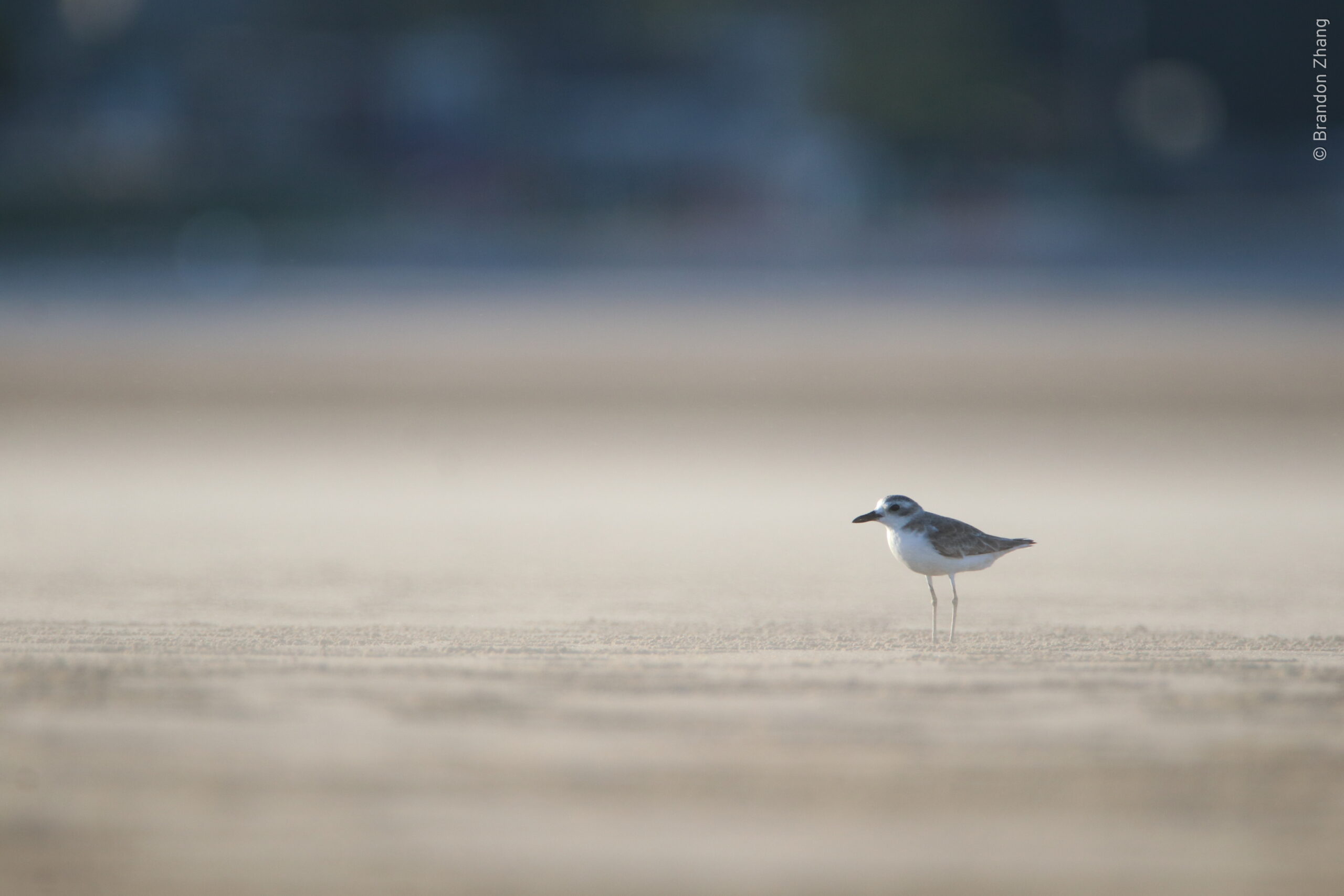 An eye-level shot of Javan Plover standing on a beach with a wave of sands blowing by creating an unique tone. The bid is brown above and white below, with a neat white collar, forehead, and eyebrow. Brown shoulder spur sometimes forms a complete thin band across the chest. The bird is positioned one-third to the right and centered vertically in the frame.