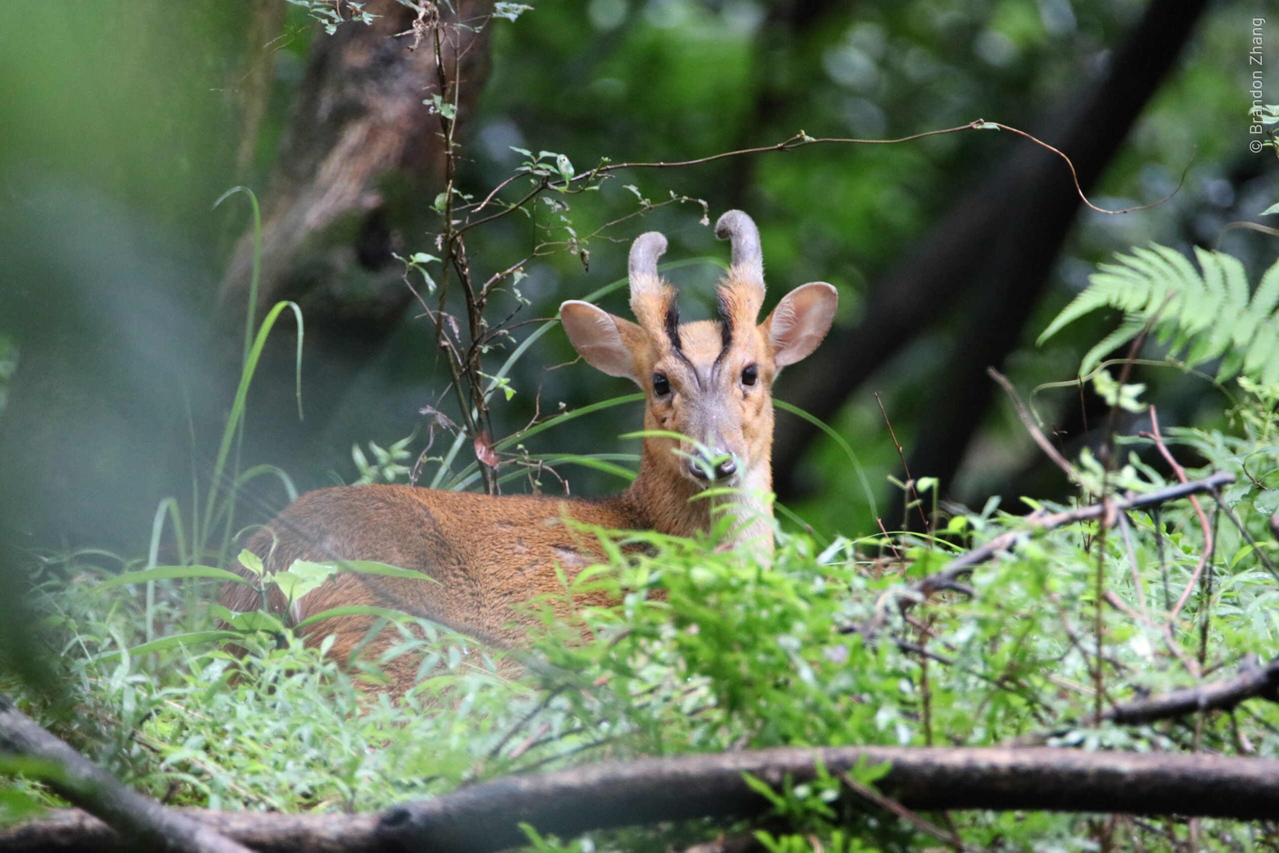 A Muntjac stands on a forest hill with lower body covered by green vegetation. The muntjac is a small deer, growing up to 52cm high at the shoulder. They have a light red-brown fur, apart from their stomach which is creamy white. Their black facial markings are diamond-shaped on does (females) and V-shaped on bucks (males). Longer hind legs give the muntjac their characteristic hunched appearance. This one I captured seems to be a female.