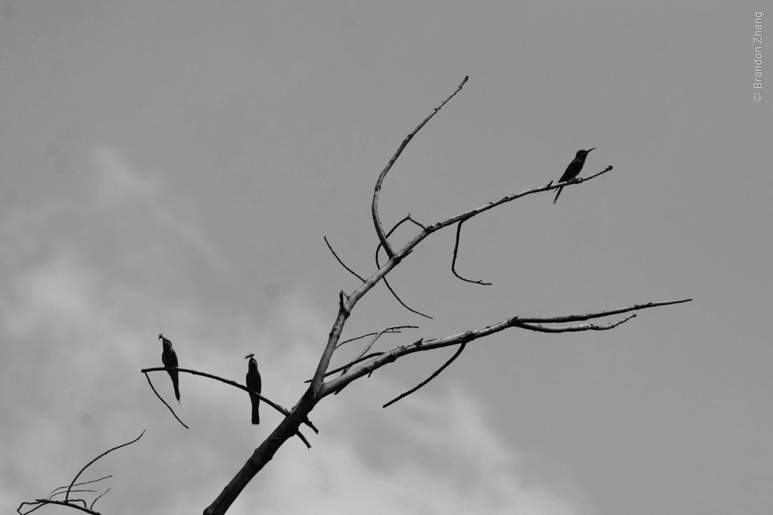 A monochrome style photograph of a bare tree with three small birds perched on its branches. The tree extends diagonally across the frame against a muted gray sky. Two birds perch on a same branch few inches apart, all holding a fry in its beak. The third bird perches on a branch higher up in the tree. The composition is minimalist, focusing solely on the birds and the branch, creating a sense of stillness. 