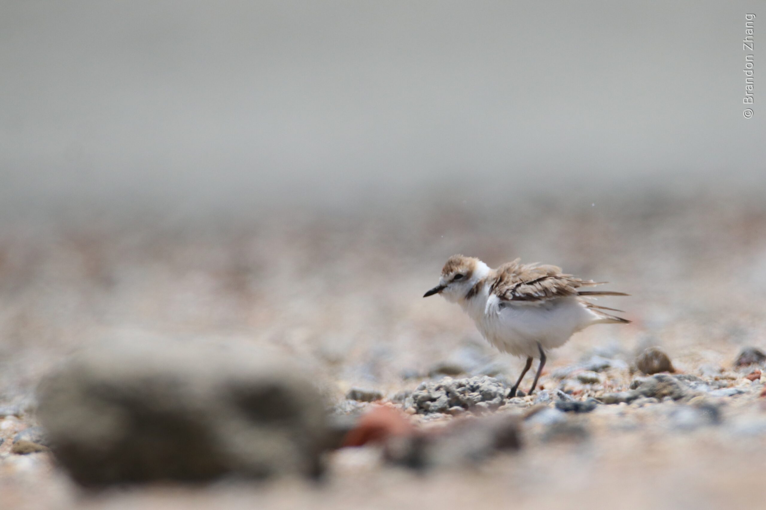 A small shorebird with brown upperparts and white underparts stands on a rocky beach. The bird has a mottled brown and white plumage with distinctive dark markings around its eyes. The background is a blurred expanse of sandy beach and overcast sky. A dark rock sits in the foreground, partially obscuring the lower portion of the image.