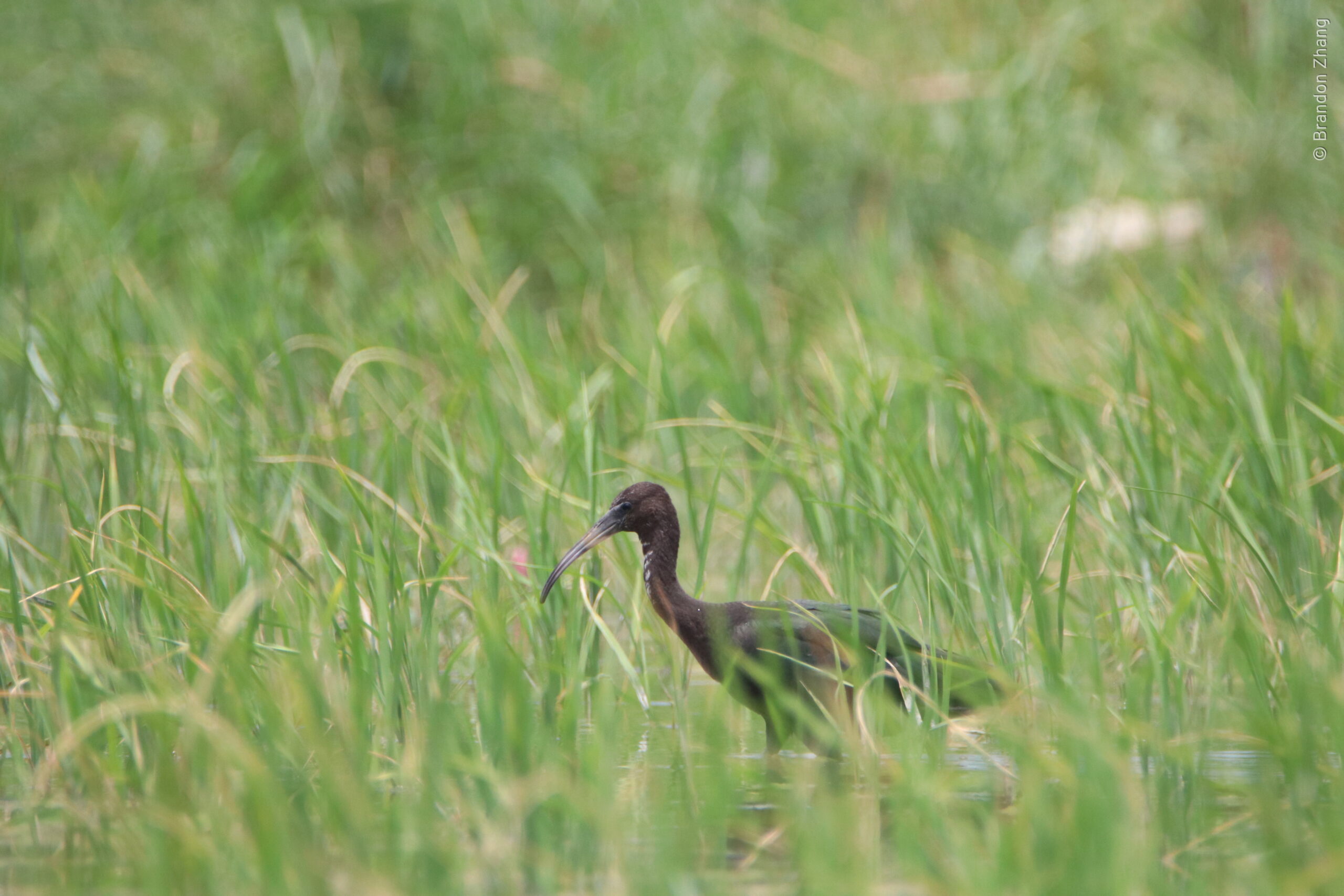 A juvenile Glossy Ibis wading through shallow water in a rice field with green reeds. The bird’s has long, curved bill. Adults mostly dark with iridescent green and reddish tones. Very thin white border surrounding the dark facial skin. Dark eyes.