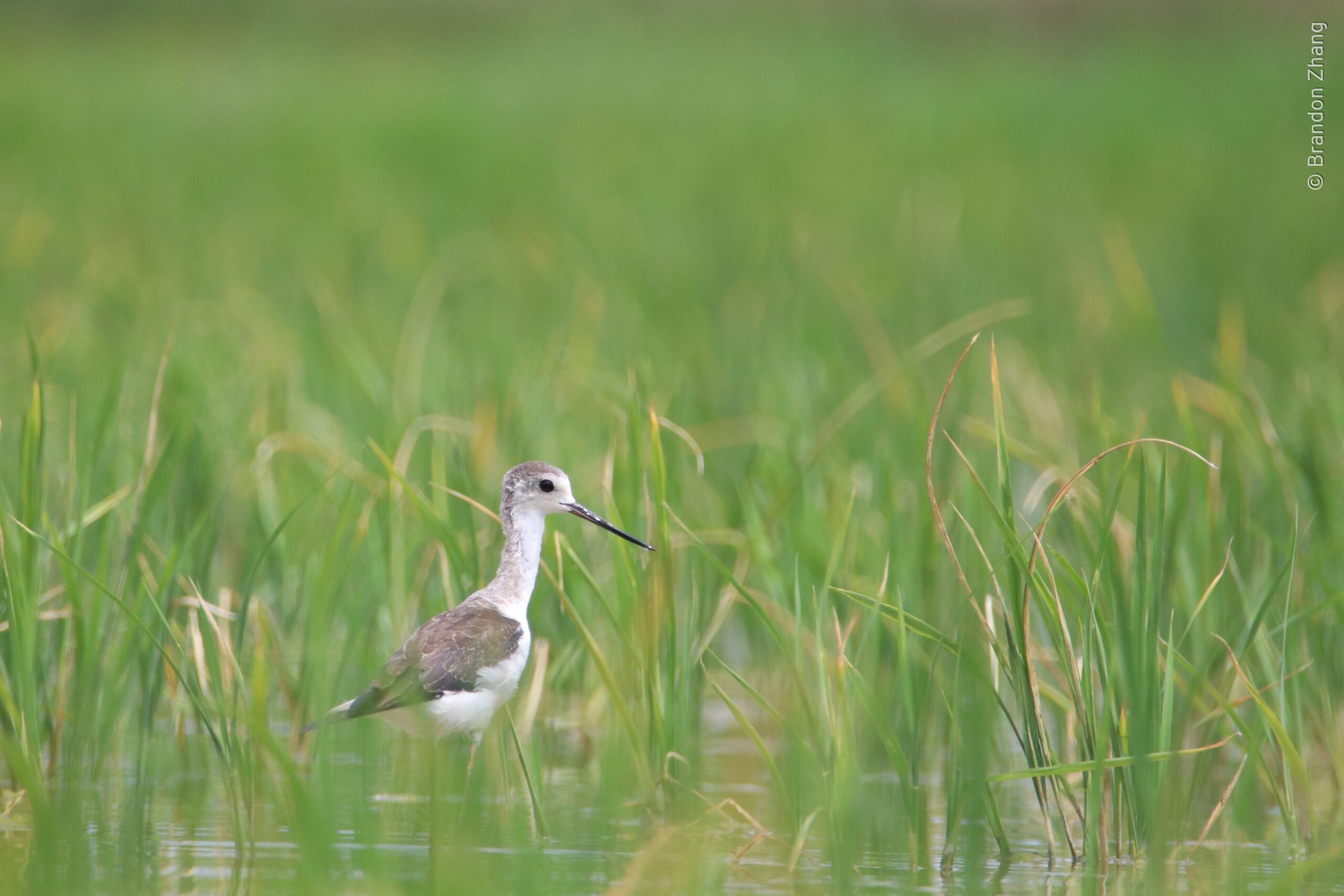 A young Pied Stilt stands gracefully in shallow water on a rice field. They are large black-and-white shorebirds with long straight, needle-like bill, and very long pink legs. Note black hind-neck. Juveniles lacks the black hind-neck and has a dark gray crown.