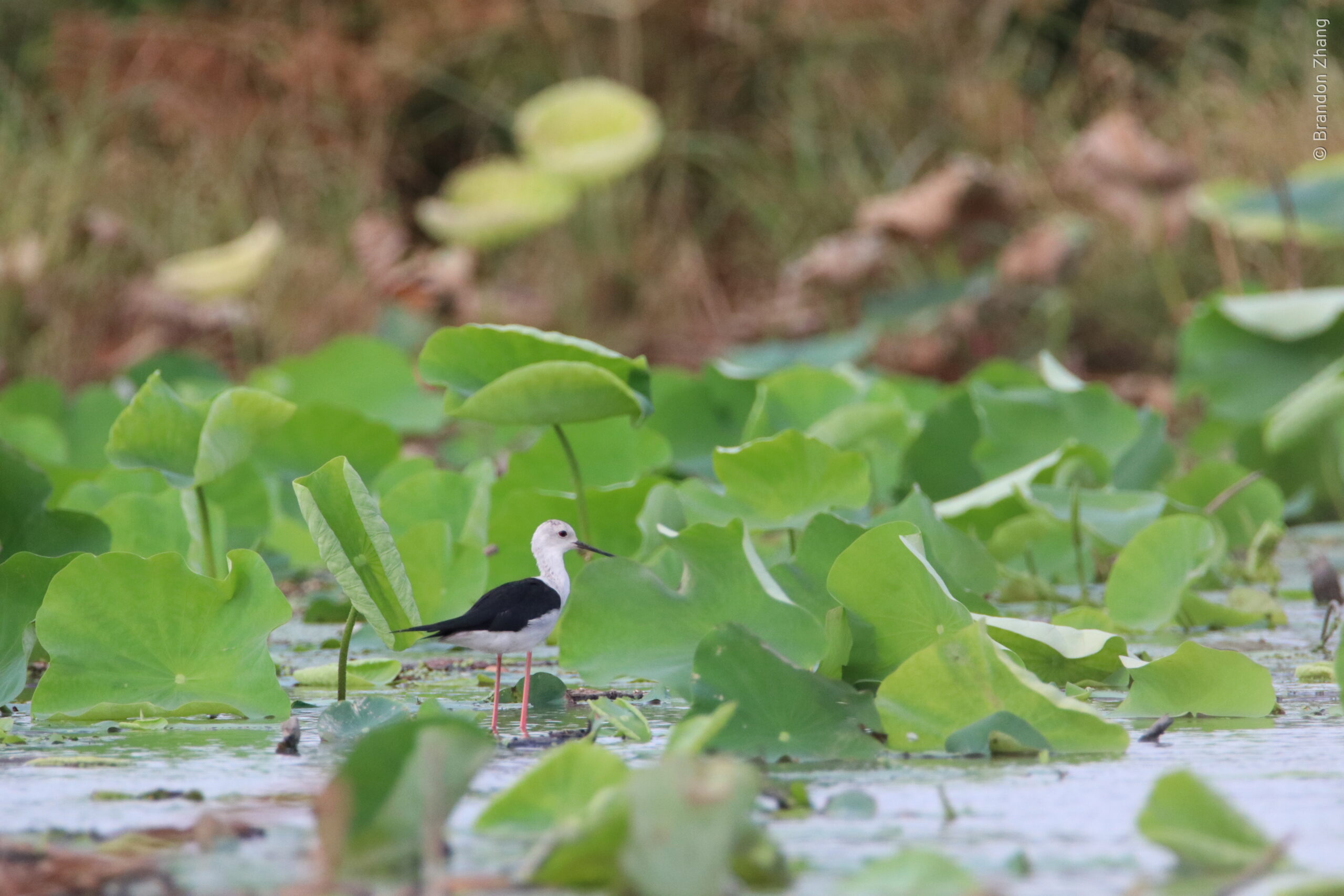 A Pied Stilt stands on lily pads at a wetland park. They are large black-and-white shorebirds with long straight, needle-like bill, and very long pink legs. The background features dense vegetation and blurred greenery.