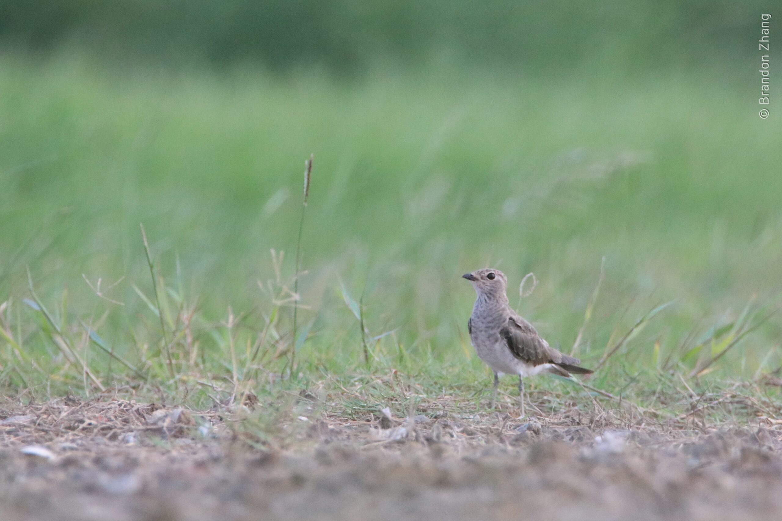 A juvenile Oriental Pratincole stands on a patch of dry earth among green grass. Twisting and turning on long, angular wings, this relative of the sandpipers and plovers gives a swallow-like impression in flight. Adults are brown overall with an elegant black necklace and pale yellow throat. Juveniles are a mottled gray-brown above and lack the adult's necklace.