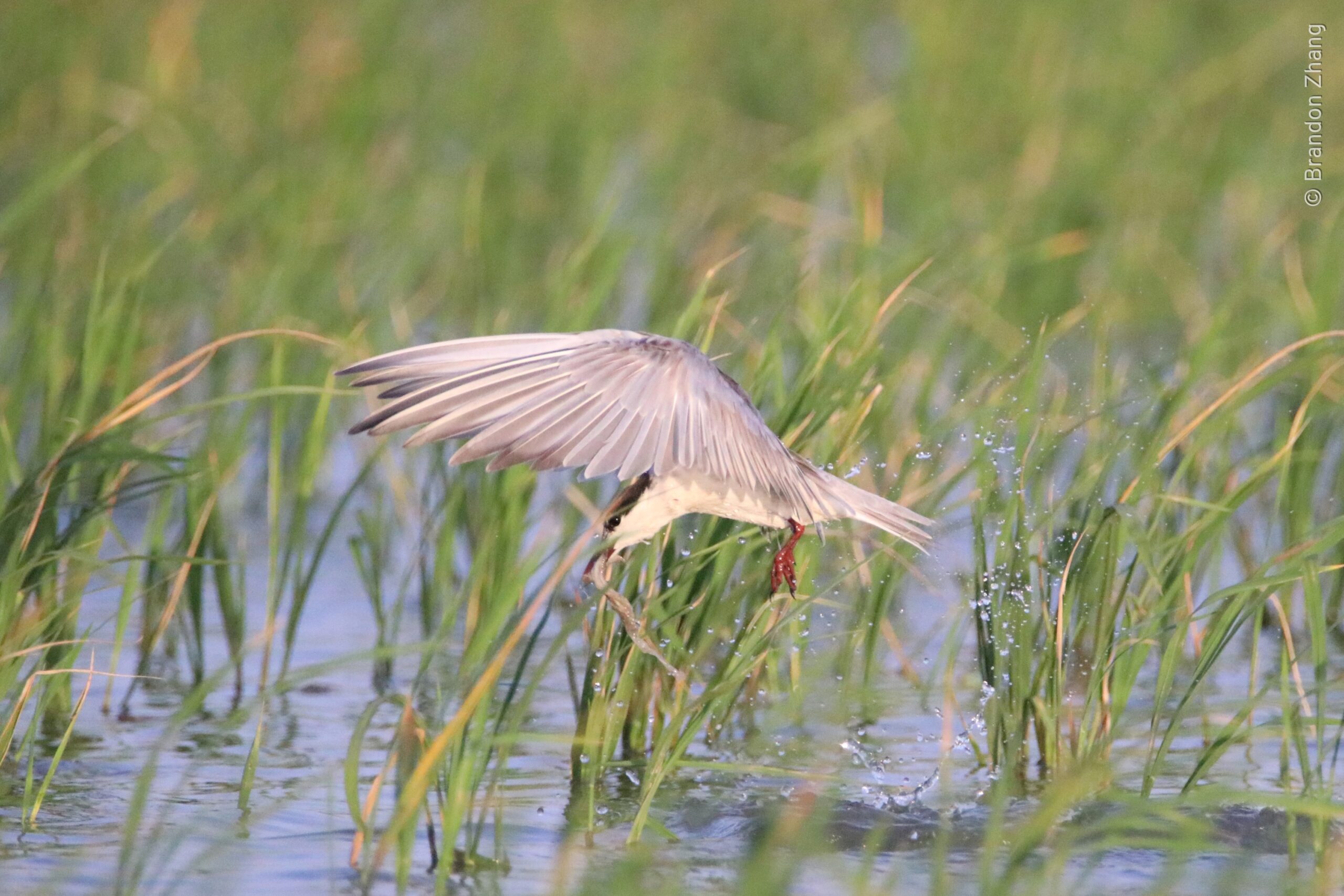 A Little Tern is captured mid-action as it splashes out of the shallow water in a rice field holding a small fish in its beak. The bird's wings are fully outstretched, with droplets of water scattering around below and behind the bird. The foreground and background consist of rice leaves and calm water.