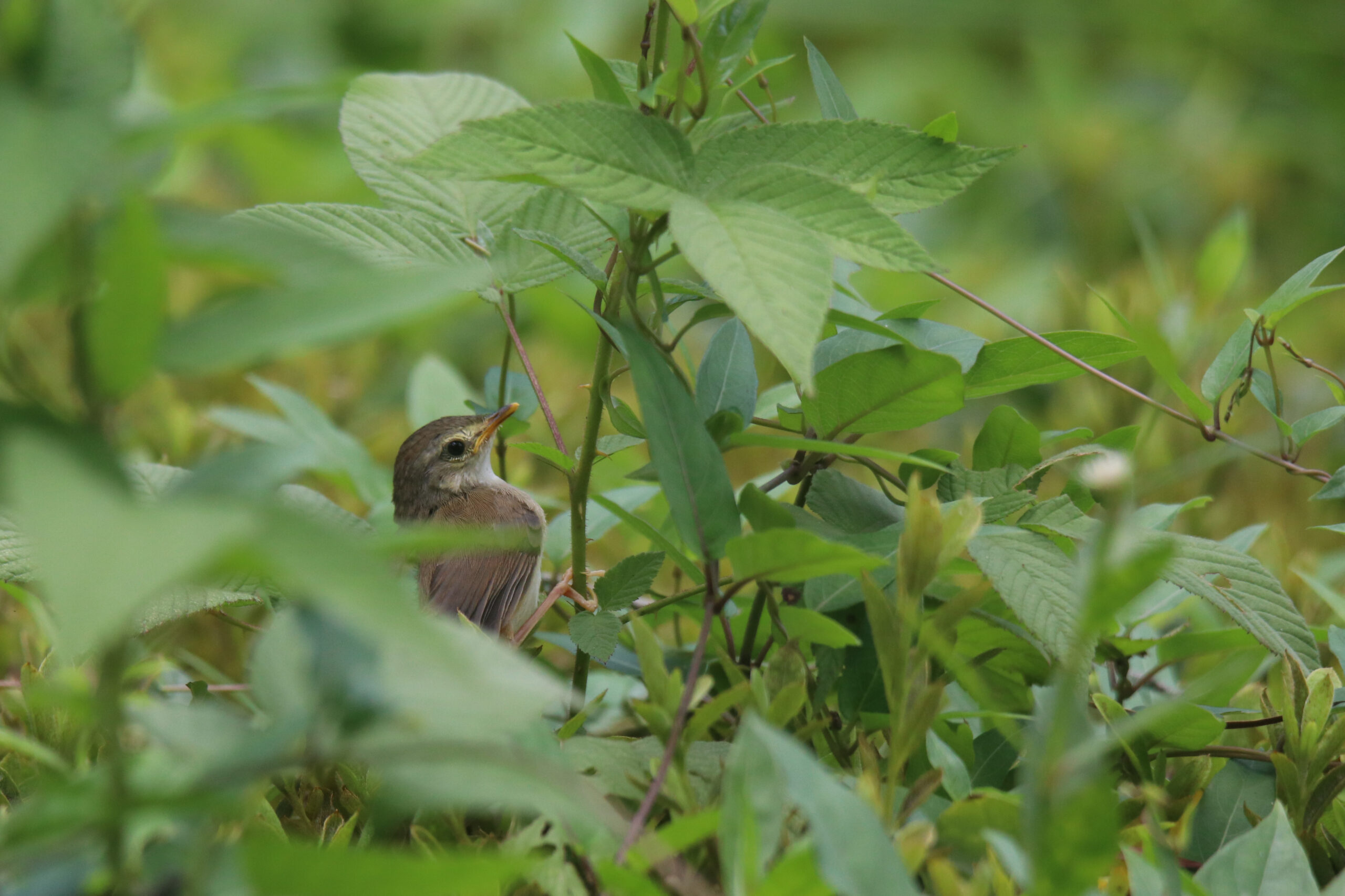 A small, brown young Plain Prinia bird perches among green foliage against a blurred green background.