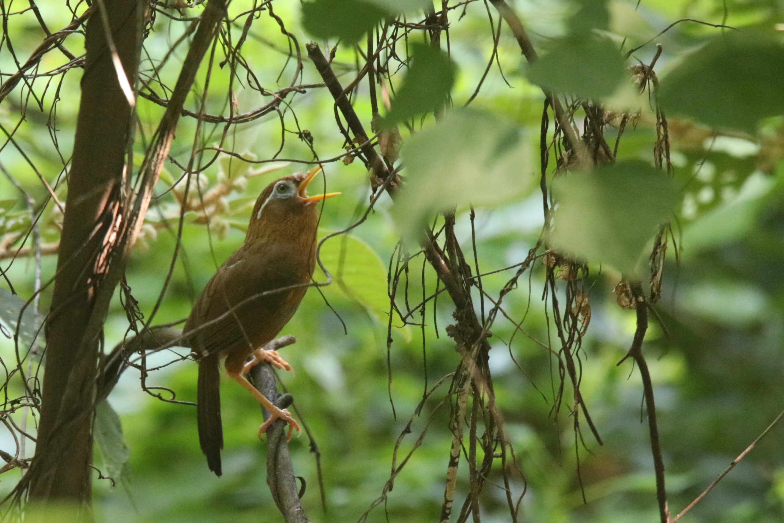 A Chinese Hwamei bird perches on a branch among twisting branches and green leaves. The bird, primarily orange and brown with a striking white eye, is captured mid-call, its beak is open.
