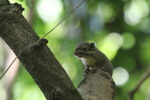 A small, adorable squirrel is perched on a tree branch against a blurred green background. The animal has dark eyes and whiskers and is looking directly at the camera with a slightly curious expression.