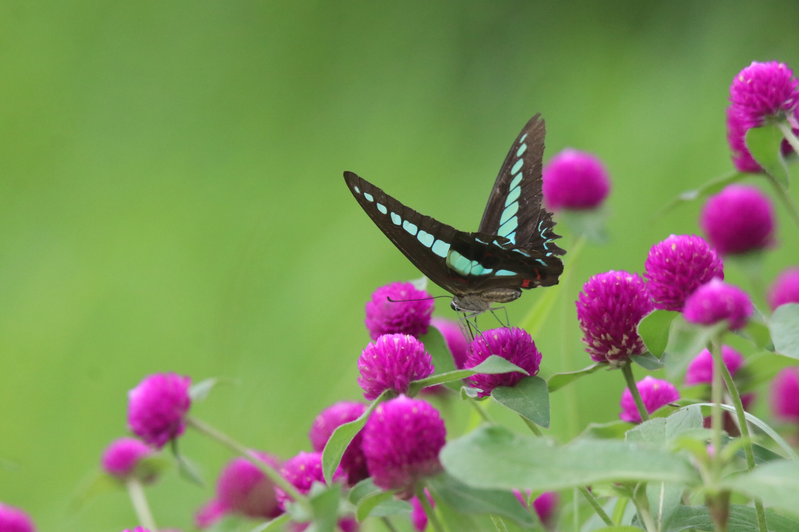 A stunning close-up photograph captures a beautiful Common Bluebottle butterfly perched delicately on a vibrant pink flower. It's a medium-sized swallowtail butterfly with velvety black wings featuring a prominent, iridescent blue-green band that crosses both the forewings and hindwings. There are few pink flowers nearby and the background is soft, blurred and green.