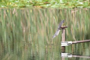 A striking photograph captures a Striated Heron gracefully poised on a weathered human-made iron post at a lake inside a forest park. The bird is stretching its neck upside down scanning the water below. Reflections of the sky and surrounding vegetation are mirrored in the calm water.