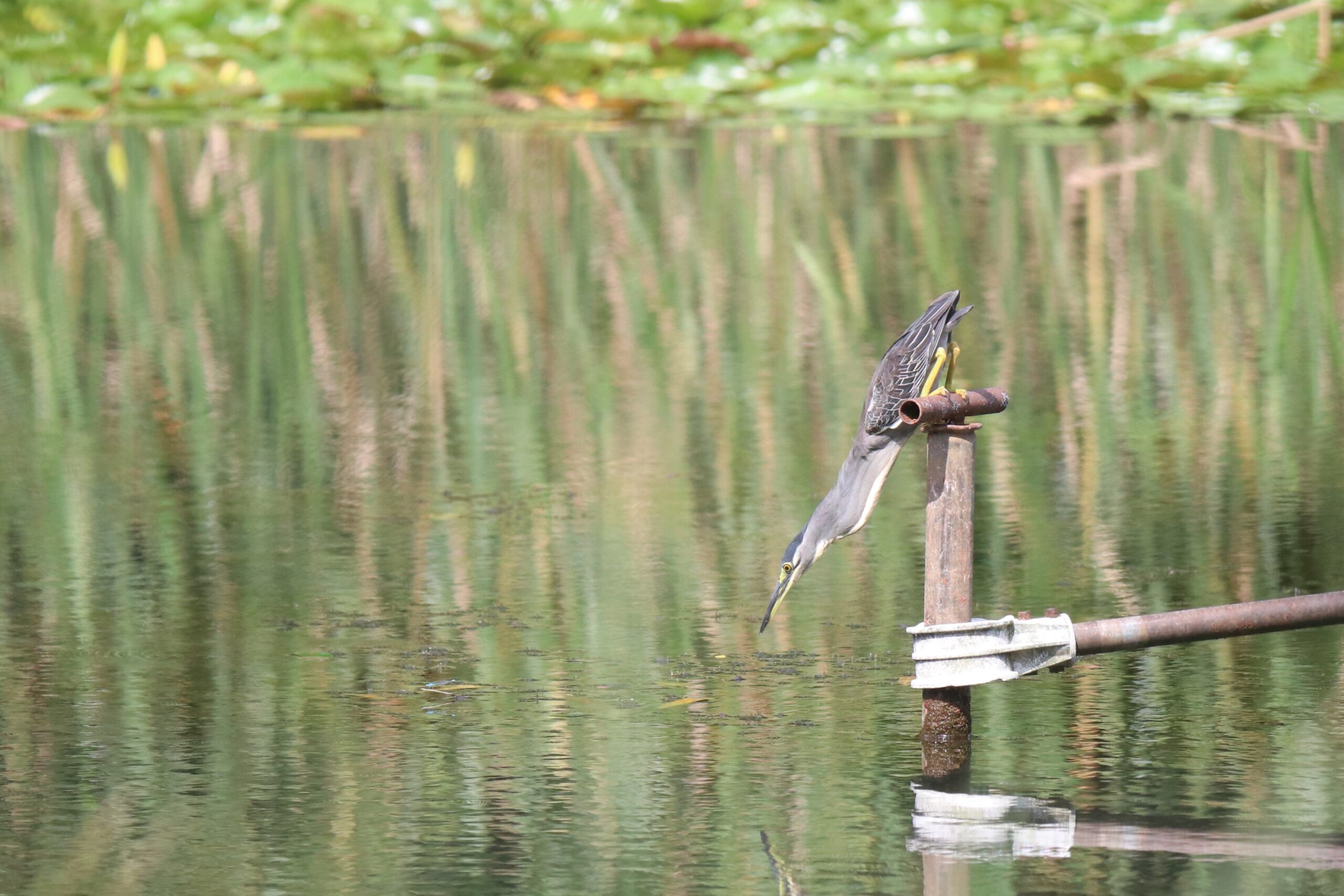 A striking photograph captures a Striated Heron gracefully poised on a weathered human-made iron post at a lake inside a forest park. The bird is stretching its neck upside down scanning the water below. Reflections of the sky and surrounding vegetation are mirrored in the calm water.